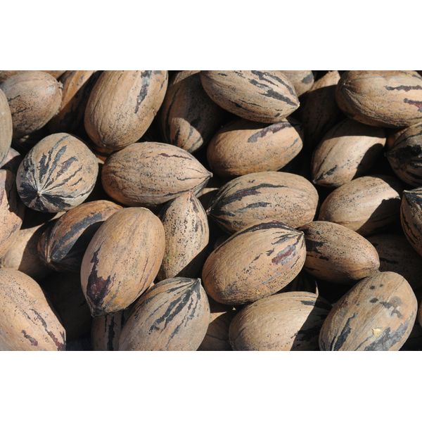In Shell Pecans - 5 lb. - Treasured Harvest Brand