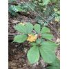 Wild American Ginseng Leaf Extract 1Fl Oz Dropper Bottle