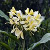 HAWAIIAN WHITE GINGER HEDYCHIUM CORONARIUM  2 ROOTS STARTER ROOT- Fragrant