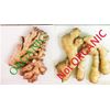 NEW Fresh WILD  None GMO Ginger Root -10lb