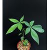 Pachira aquatica, indoor bonsai tree Caudiciform trunk caudex plant 4"