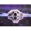 Golden Retriever Dog Blank Greeting Card