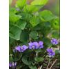 Wild Violet 2 RhymeZone Organic Non GMO