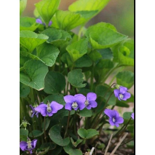 Wild Violet 2 RhymeZone Organic Non GMO