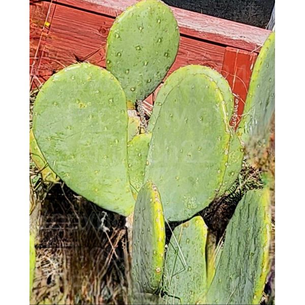 Red Prickly Pear | Spineless Prickly Pear Opuntia Cactus