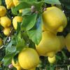 One tree plant meyer lemon NON GMO ORGANIC 3"-5"