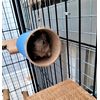 Chewchewbs Totally Degu 4 pack (White)