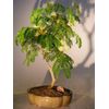 Flowering Brazilian Raintree Bonsai Tree - Medium