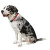 HUNTER Freestyle Training Collar with Stop Ring, 40 (S-M)