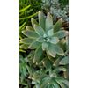 100 Assorted Succulent Cuttings with 40+ mixed varieties