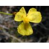 Xyris gracilis | Slender Yellow-Eye | 10_Seeds