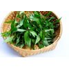 5 Live Coriander Plants 8-10 inch ( Rau Răm)
