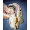 Berkley PowerBait Power Worms