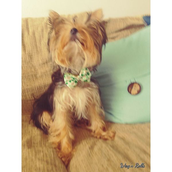 50 pcs ST.Patrick Bow Ties for Pets Dog Cat grooming handmade 3.5 in Rubber Band