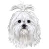 Animal Den Maltese Decal Window Sticker