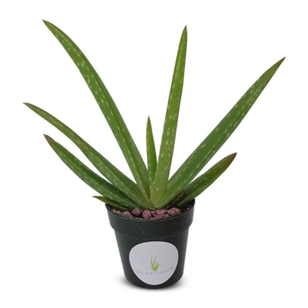 Live Aloe Vera 5"-6"+ Live Potted Aloe Succulent Houseplant 2" Pot