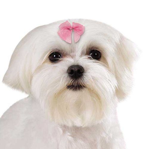 8 pc Pet  DOG "FRESH" Grooming HAIR BARRETTE RIBBON Bow w/Metal SPRING CLIP