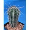 Tucson Tools Goognice Saguaro Cactus 5" to 10" Tall 8 to 10 Years Old (Shipped Bare Root!)