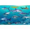 Frankos Maps Florida Shark and Rays ID-Card