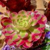 ​Echeveria 'Pink Witch Succulent Plants,  4" Green Imported