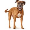 HUNTER Collar Solid Education Special, 55 67285 Soft genuine cow leather, dark brown