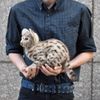 Hansa 7844 Leopard Cat 35cm.L