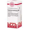 Eupatorium perfoliatum LM VI DHU Globuli, 5 g Globuli