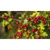 Hawthorn 100 - Hawthorn Leaf Extract 665mg- Increasing Stamina Supplements 2B