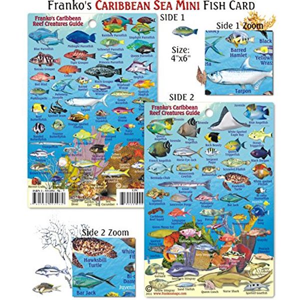 Mini Caribbean Reef Creatures Fish ID