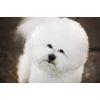 Eye Envy Applicator Pads 30 Pk
