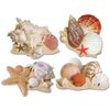 Beistle Seashell Luau Cutouts-4 Pcs, Multicolored