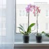 Orchid Elixir Ready to Use 40ml (4pcs) – Boost Your Orchid’s Bloom & Growth