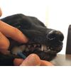 Oralwan Wancatch One Catch Pet Teeth Suction Toothbrush x 1 (x1)