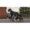 Strays (2023) - Unleashed Edition Blu-ray + DVD + Digital