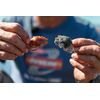 Berkley Gulp!® Peeler Crab