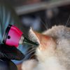 Fiber Optic Pink Mini Otoscope Ear Healthy Tool for Home use with Extra Replaceable LED Light