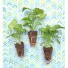 3 Syngonium 'Gold Allusion' starter plants