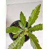 Southern Wax Myrtle, 1 Gallon Pot.