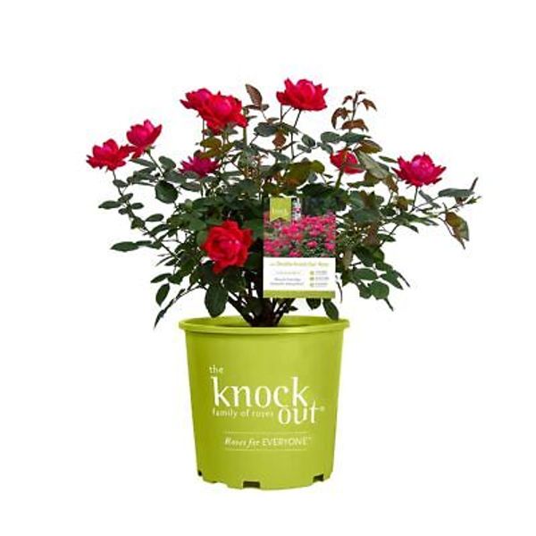 Fresh Roses for Delivery , Red Roses, Knockout Roses Live Rose Bush Plants, I...