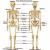 bone health - JOINT MATRIX PREMIUM COMPLEX - msm and glucosamine 1B