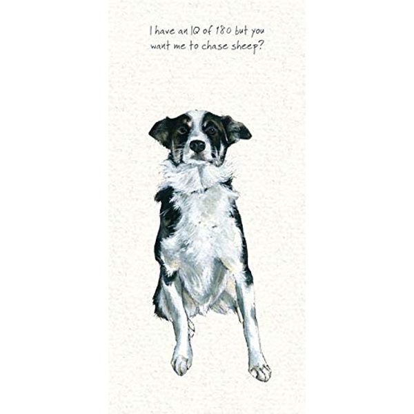Border Collie Greeting Card – IQ