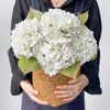3pcs 25in Artificial Realistic Hydrangea Flowers 3D Real Touch 25in Extra Long