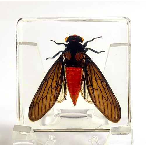 38mm Real Red Cicada in Crystal Lucite Resin Specimen Preserved Hueschy Incarnata Insect Taxidermy Collection for Biology Science Education & Desk Ornament Display Supplies