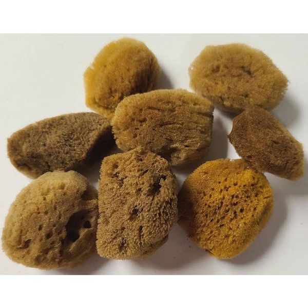 1” Sea Sponge