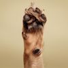Paul Mitchell Pet Oatmeal Shampoo 16.9 fl oz (500 ml)