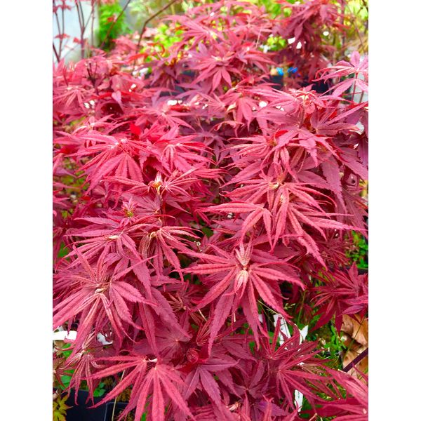 Pixie Dwarf Japanese Maple 2 - Year Live Tree