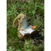 Gemmia Reading Book Figurine- Peaceful Reading Frog