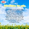 Doff 75g Hormone Rooting Powder