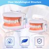 Standard Dental Study Model - Adult Simulation Teeth Model Display, Teeth Structure Model for Students Kids Learning Education Practice Examination etc