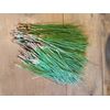 Pine Needle Tea Bags Natural Source Suramin Vitamin C&A